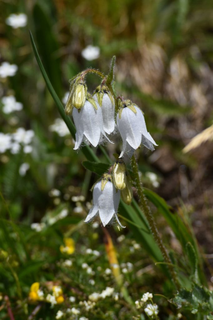 Campanula barbata, bianca